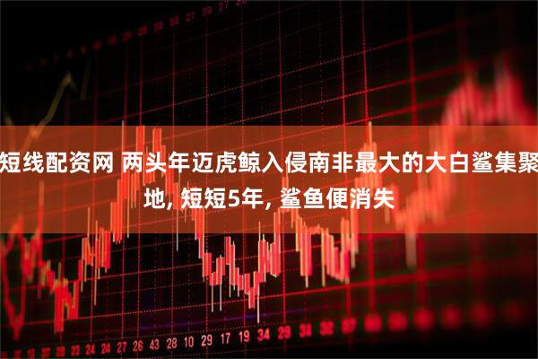 短线配资网 两头年迈虎鲸入侵南非最大的大白鲨集聚地, 短短5年, 鲨鱼便消失
