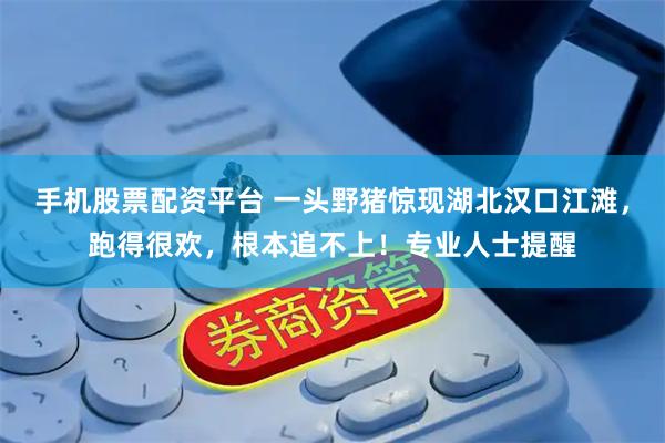 手机股票配资平台 一头野猪惊现湖北汉口江滩，跑得很欢，根本追不上！专业人士提醒